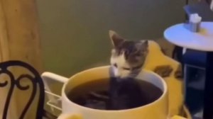 Ты же лопнешь, кошечка. А ты налей и отойди😂