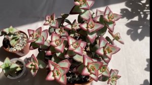 Рассказ о крассуле Crassula High Voltage/Sun Star
