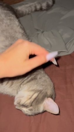 Котя спит 🐱