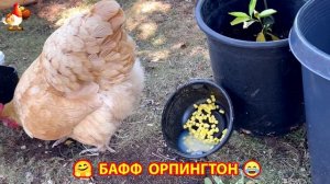 Куры Бафф Орпингтон ласковые золотые несушки❣️🤗😂 (18)