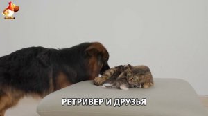 Золотистый ретривер и его друзья милые питомцы 🐕 выпуск (161)