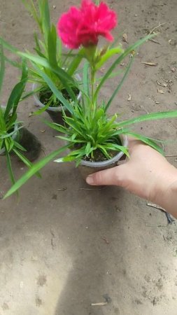 Гвоздика ампельная " Red" рассада!