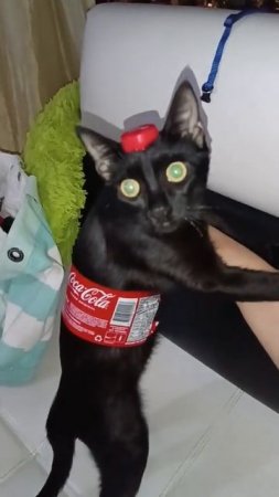 китикола