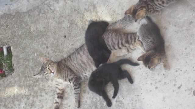 Кошки.