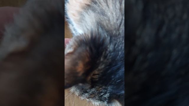 КОШКА ЗАБОЛЕЛА / МЯУРИЦИО / VLOG / 1 СЕРИЯ / 05. 07. 2025