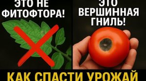 Вершинная гниль на томатах🍅: как спасти урожай за 1 день