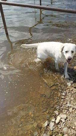 Счастье Симбы около водички