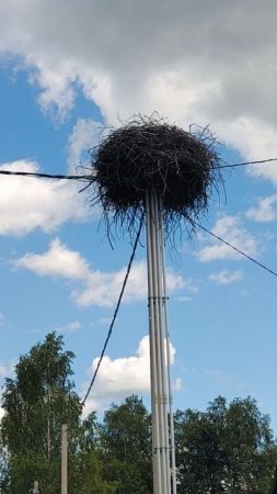 Аисты в деревне Красное