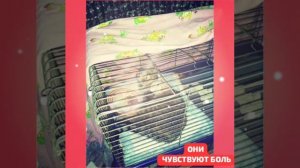Если Вы убеждены,что не стоит уделять времени защите животных ,то Вам стоит посмотреть этот ролик