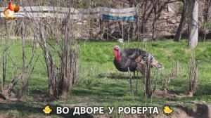 Содержание кур в домашних условиях и других птиц во дворе у Роберта 🐣🐤🦆🐔🪿🦃 (23)