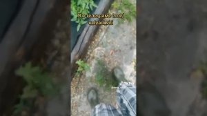 Черешня трескается от избытка влаги, дожди неделю не останавливаются. #черешня #дача #огород #сад