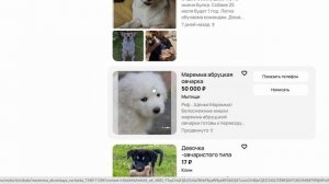 Продажа собак и щенков в Москве - Залежи авито924