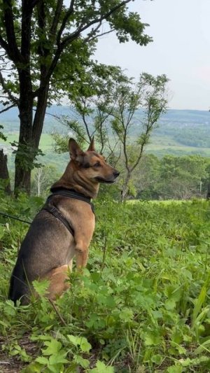 🐕Малыш любуется панорамой.🌳⛰️🌱