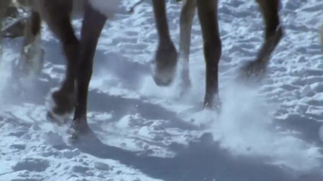 Дикая природа