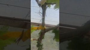 виноград в теплице на конец июня