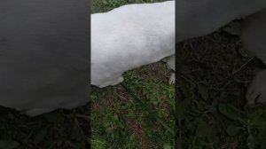 Ягнар (май)