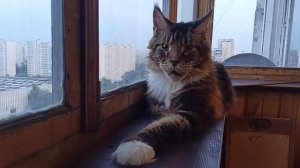 Лоря  на балконе 🐅 🏠