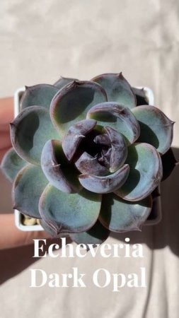 Echeveria Dark Opal