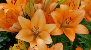 Красивые лилии расцвели красавчики.👍🌺🌺#цветы #сад #топ