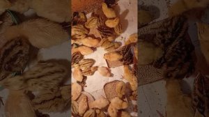 Замёрзшая партия перепелят, как развиваются?