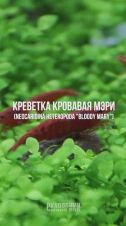 Креветка Кровавая Мэри