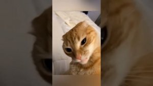 Животные приколы и не только