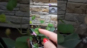 Орхидея Стеленбош🦋 и ее подружка 😁 кислица 👍🤗