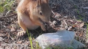 Когда #белочки не дружат, они переходят на раздельное питание 😂 #животные #белки  #природа #доброе