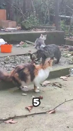 Котики нашего городка😊