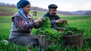 Дикий Щавель: Как Собрать и Приготовить Потрясающее Блюдо