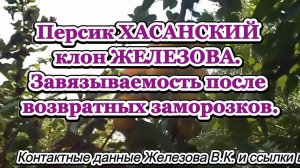 Персик ХАСАНСКИЙ клон ЖЕЛЕЗОВА. Завязываемость после возвратных заморозков.