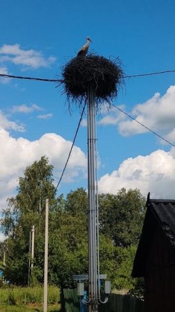 Аисты в деревне Красное