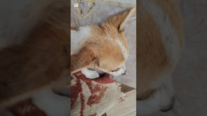 Малыш сидел прижавшись к стене и не надеялся на спасение