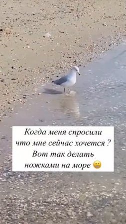 Стадия, когда начинаешь завидовать чайке...