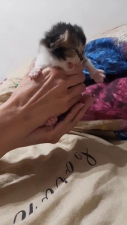 Маленькие котики. Мурка