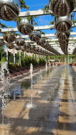 Прохлады в ленту 💦 Роз в кашпо совсем немного, но есть 🌹