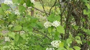 Пасека в мае.