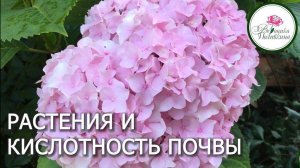 ПРИЧИНЫ ПЛОХОГО РОСТА РАСТЕНИЙ