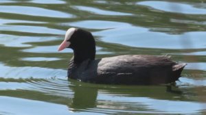 Лысухи_#3, Измайлово, 20 апреля 2025