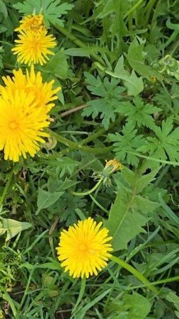 #reels #short #shorts #margo #shortvideo #shortsvideo #bird #birds #song #sings #flower #flowers