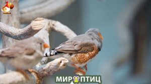 Мир птиц – красота и грация пернатых созданий Природы 🦩🦚🦜 Выпуск (277) 🦉🐦🐤
