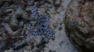 А теперь горбатый ©