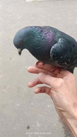 Птица Мира! Папе 40 дней.