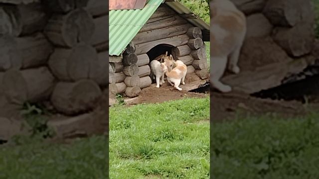 Кото и пёсо! Пробный выстрел.