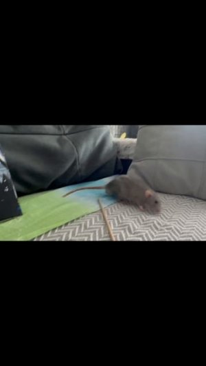 video-output-04205482-33EE-4643-A0C7-AC8302140B71-1