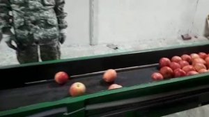 Линия сортировки яблок с дисковым калибратором – точность и скорость обработки
