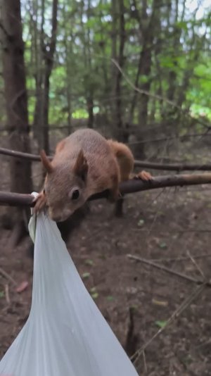 В ельнике встречает первая белка