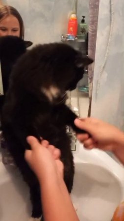 кошка