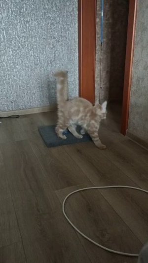 бегунки