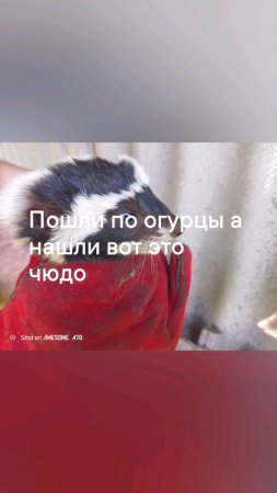 аааааав ура ура ура